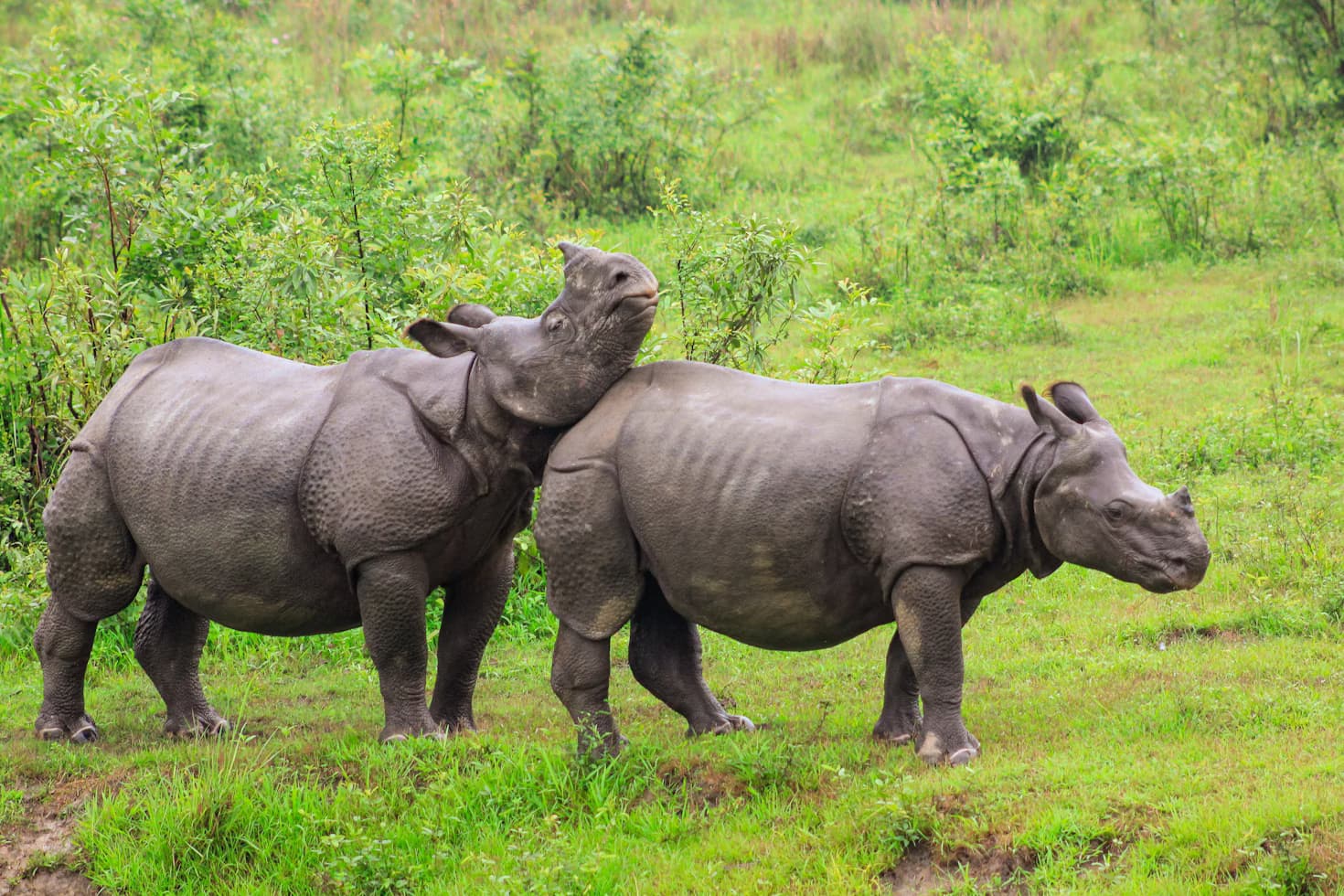 Kaziranga Wildlife Safari